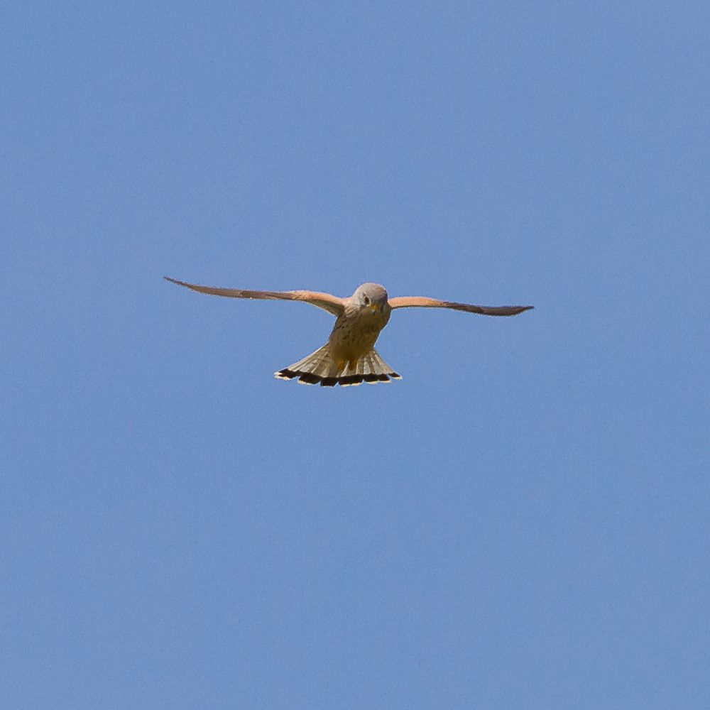 falke donnerskirchen