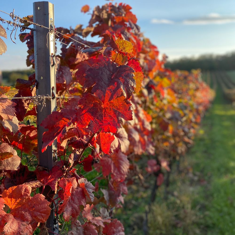 herbstfarben weinrebenblaetter donnerskirchen