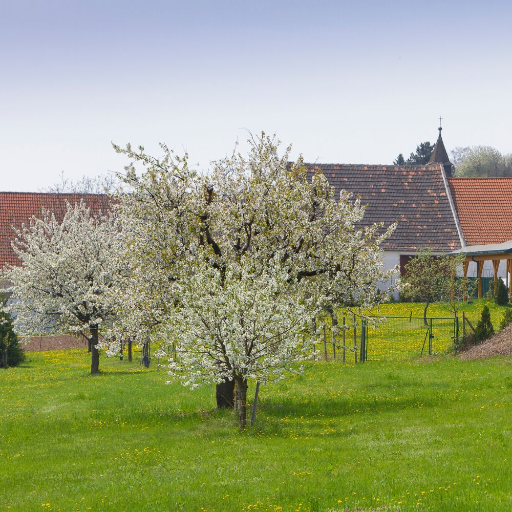 kirschbluete.donnerskirchen leithagebirge