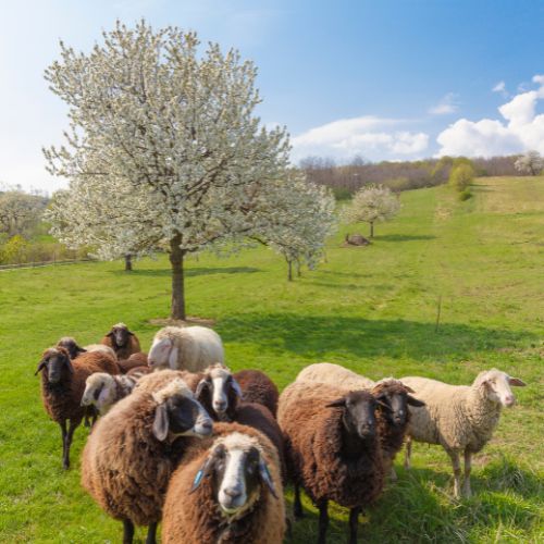 natur in donnerskirchen
