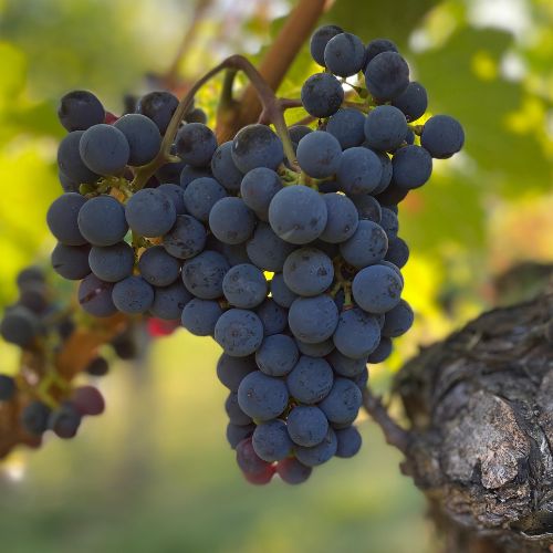 wein aus donnerskirchen