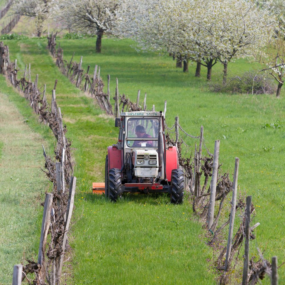 weinbau donnerskirchen weinberge