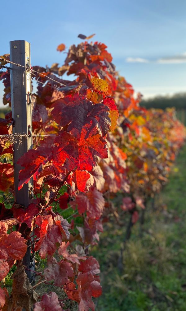 weinbauern aus donnerskirchen