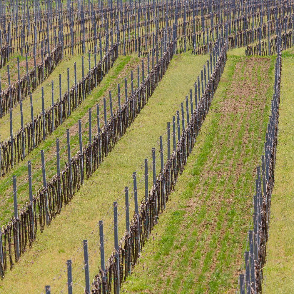 weingut donnerskirchen