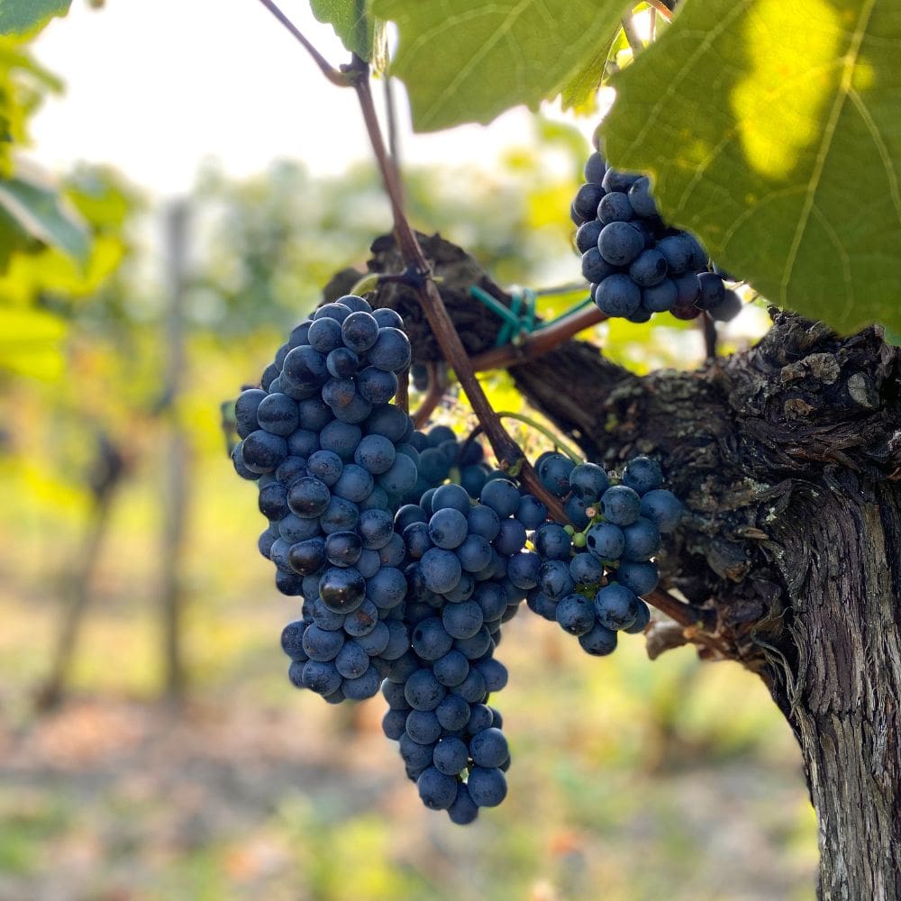 weintrauben donnerskirchen weinberg