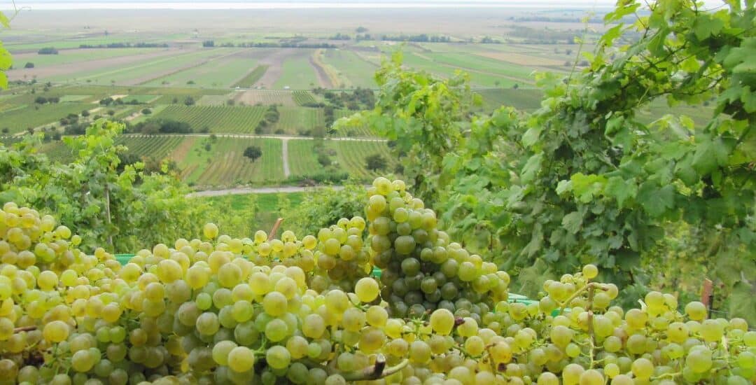 Die Weinlese 2025 hat begonnen!